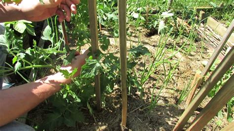 Staking Large Indeterminate Tomatoes: A 3 Stake Method.